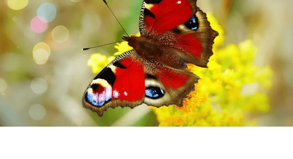 What Every Hero {Trauma Survivor} Needs to Fight Pornography